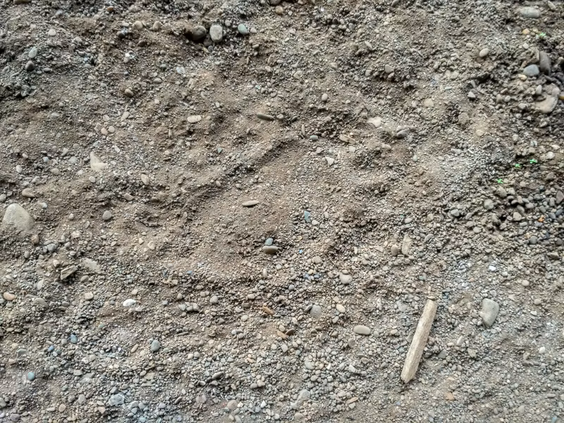 Первый след хозяина местных лесов