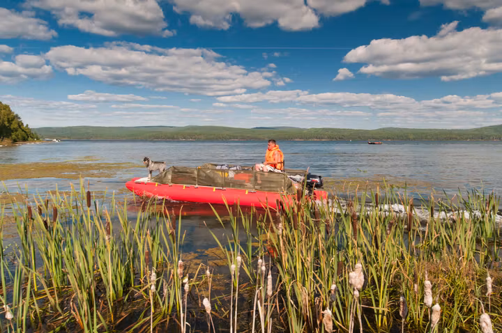Водоплавающие